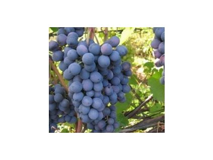 vitis vinifera venus vitis vinifera venus blauwe d