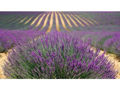 lavenders 894919 1920