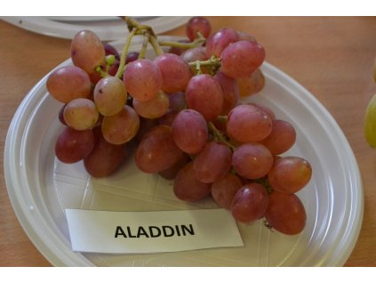 aladdin2