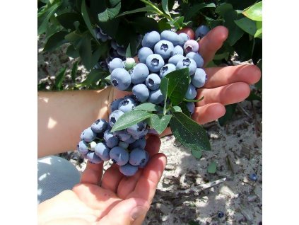 hannas choice blueberry