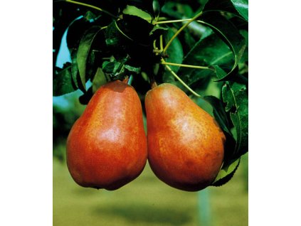 vyr 1223Williamsova cervena