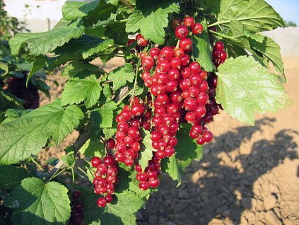 vyr 1116Jonkheer van Tets