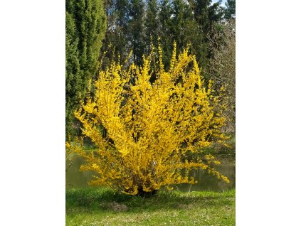 Az Aranycserje (Forsythia x intermedia)