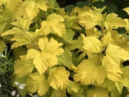 physocarpus opulifolius darts gold resized 1