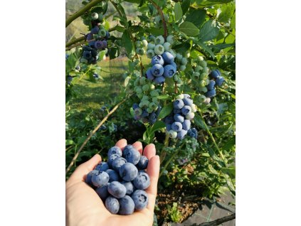 Óriási kanadai áfonya "Chandler"