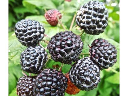 Rubus occidentalis Jewel blackberry