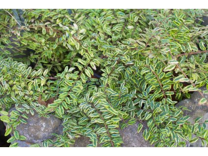 profimedia 0081349594