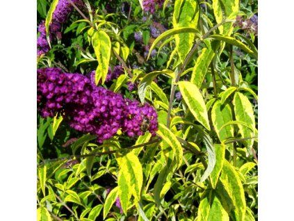Buddleja davidii - "Santana" Pillangócserje