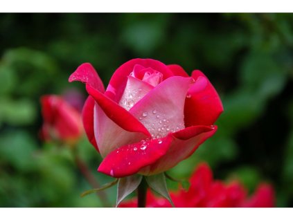 4396 1 rosa červeno bílá