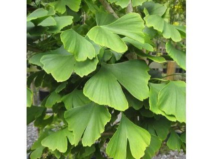 Páfrányfenyő - Ginkgo Biloba