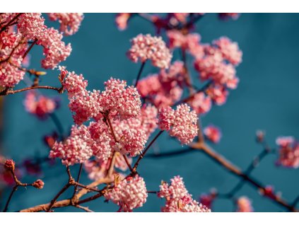 viburnum 4015821 1920