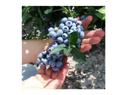2562 hannas choice blueberry
