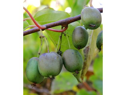 minikiwi issai profimedia 0565130028