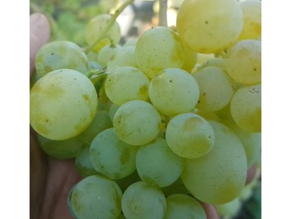 svetlana Pamjati Zacharovoj