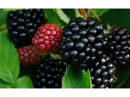 Navaho pix blackberry g4782d263b 1280