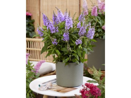 little lila visi198547