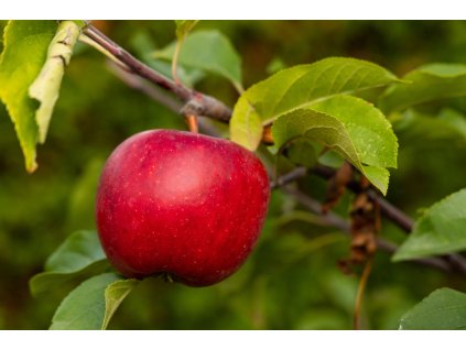 Malus red topaz profimedia 0766211621