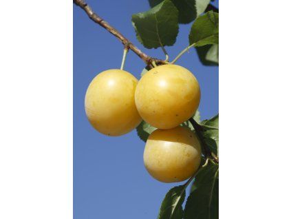 shiro profimedia 0174694478