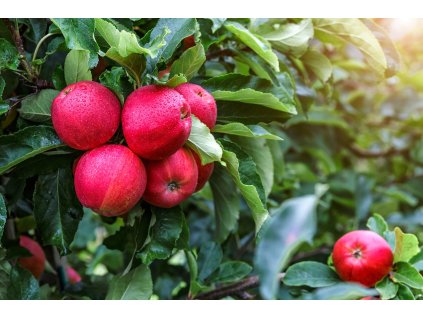 Red spring profimedia 0898270101