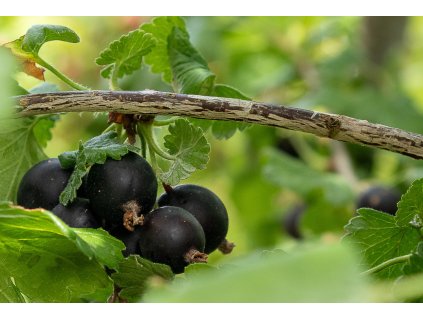 jostaberry 4357569 1920