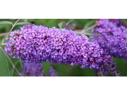 Guliver dreamstime xxl 291430799