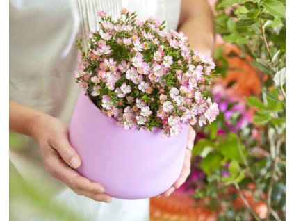 Minirůže Cutie Pie