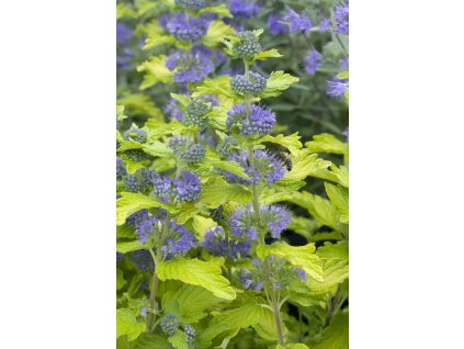 Ořechoplodech Gold Crest