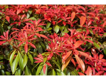 Pieris Fores Flame