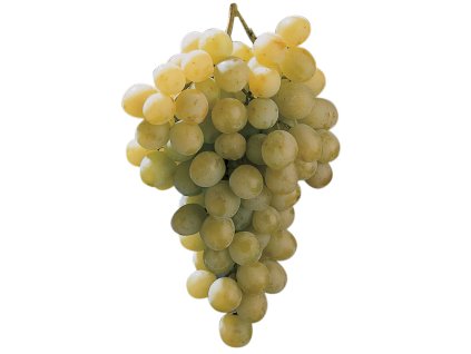 Víno Italský muškát