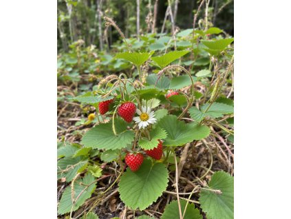 Jahoda lesní Regina