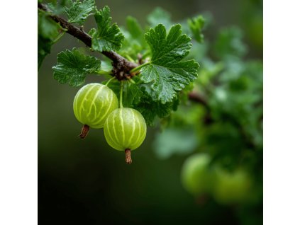 Angrešt hinnonmacki green