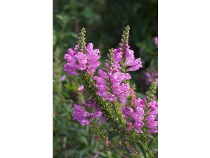 Řetězovka Viržínská Rosea