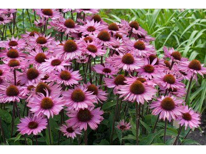 Třapatka nachová Magnus