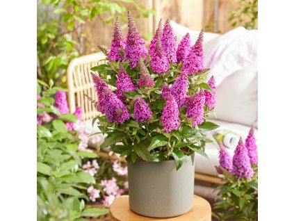 Buddleja Cerise