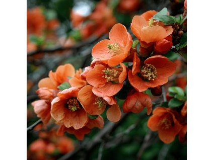 Kdoulovec nádherný orange trail