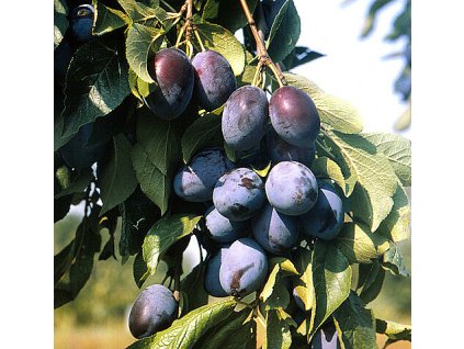 Švestka domácí velkoplodá