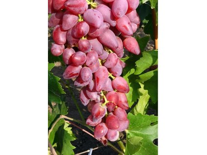 Dubovskij růžový vinná réva