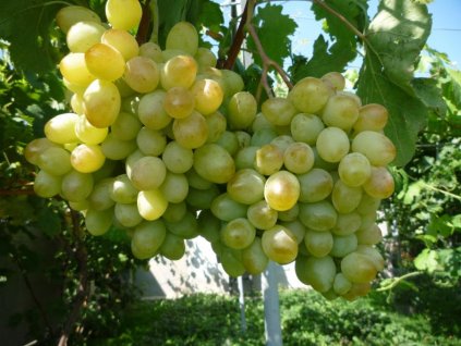 Aivengo vinná réva