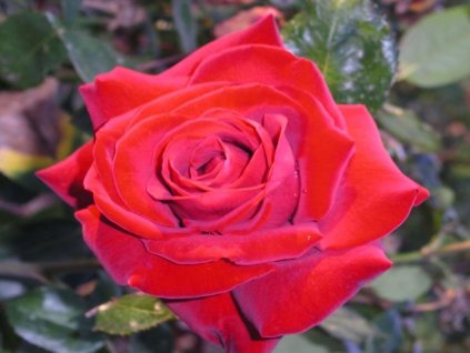 Velkokvětá růže Papa Meiland