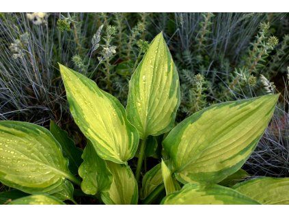 Hosta Golden Meadows