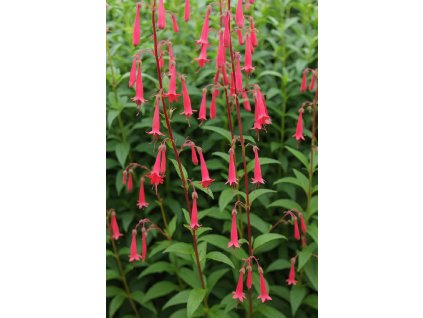 Kapská fuchsie African Queen