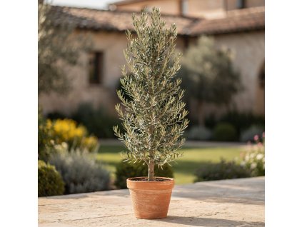 olivovník 'Cipressino'