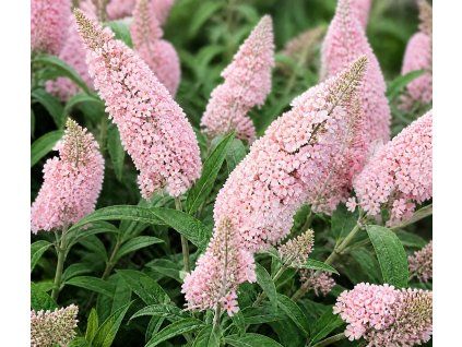 'Little Rockstars'®pink