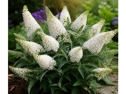 Buddleja davidii 'Little Rockstars'®white