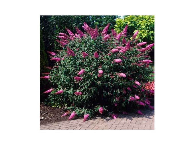 butterflybush pink1 400 01 1024x1024