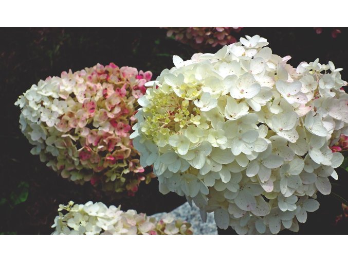 hydrangeas 6585950 1920