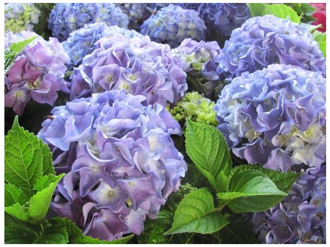 HydrangeaBlauerZwerg 800x