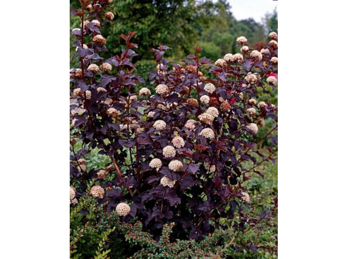 physocarpus atropurpurea