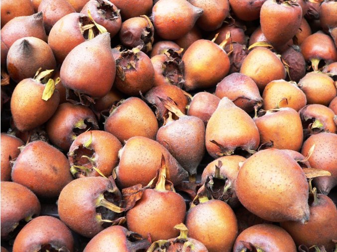 medlar 193641 1920