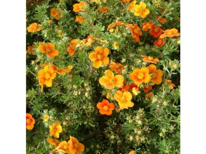 4075 potentilla fruticosa hopleys orange shrubby cinquefoil deciduous p389 28538 image
